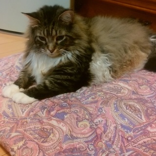 里親募集します。