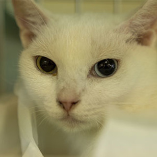 多頭崩壊猫☆オッドアイのナンシーちゃん