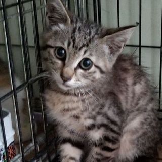 処分間近！！かわいいサバトラ★