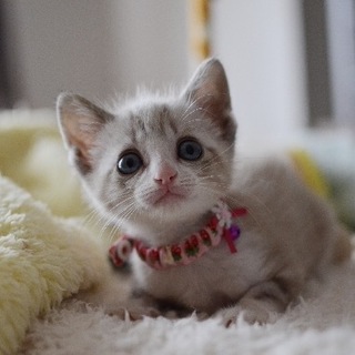 ブルーアイ美猫【初】