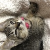 けんちゃんの妻