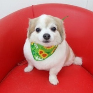 チワワの里親様募集‼︎