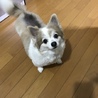 チワワの里親様募集‼︎ サムネイル2