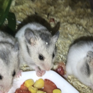 白×黒ぶち、グレー×白のゴルハムの子ども