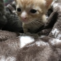 甘えん坊です。