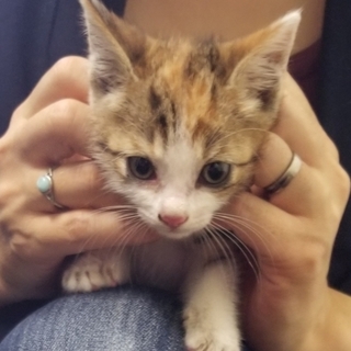 処分間近 可愛いミケちゃん 動画あり