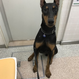 とても甘えたのドーベルマンです ※募集ストップです