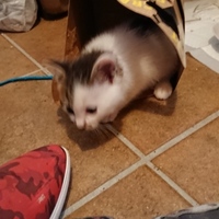 チコ