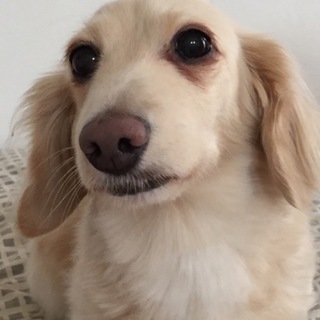 里親見つかりました。ダックスフント９歳 女の子