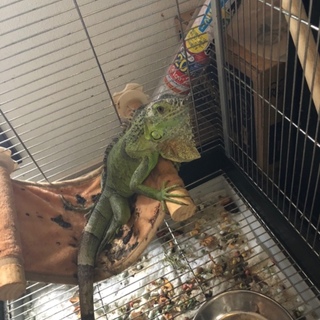 元気なグリーンイグアナ！