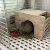 まっこちゃさん