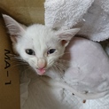 オッドアイの白い子猫 ６週くらい