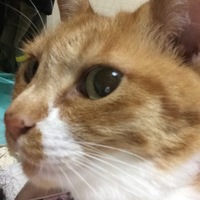 テト