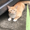 茶トラの猫の里親さんを募集します