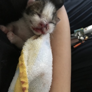生後5日の子猫
