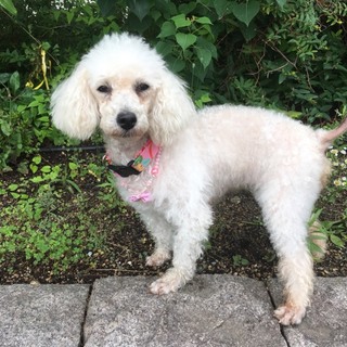 トイプードル 女の子