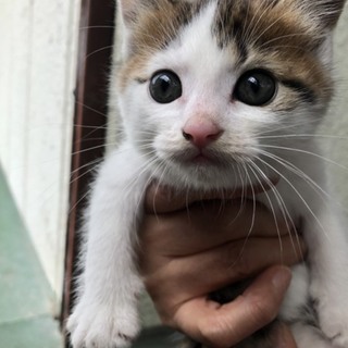 おうち決まりました！