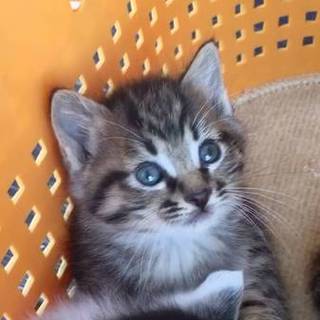 可愛い子猫♪キジ姉妹