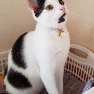 風邪と空腹で動けないでいた子猫ガガちゃんの里親募集