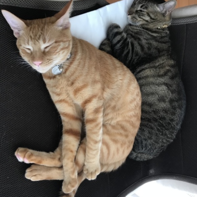 りおりままのカバー写真