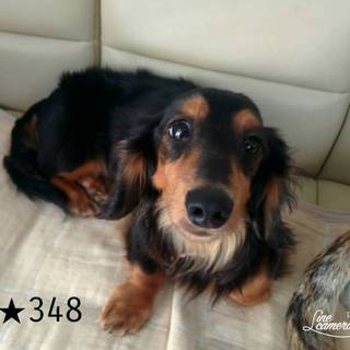 ★348  　4.9㎏　5歳 おとなしい子です。