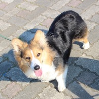 のん