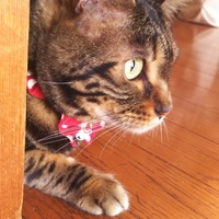 える