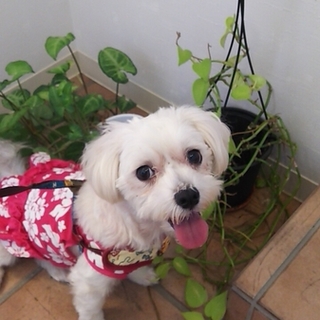 飼い主死亡で四年間廃屋に放置されてた女の子