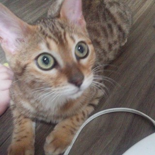 元気なベンガル(女の子)です。