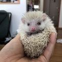 ハリネズミ アルビノ