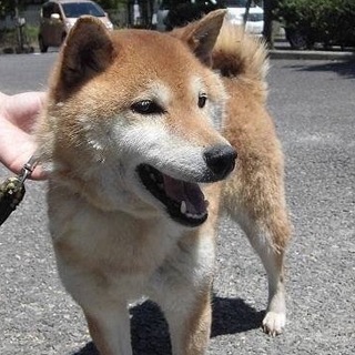 【飼い主さんに従順な性格】柴犬風ワンコ❗️