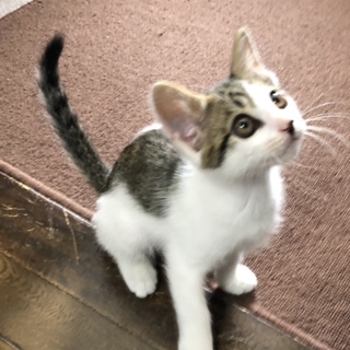 かわいい雄猫の里親さん募集！