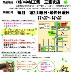 猫だらけの譲渡会 雨天決行