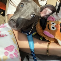 サモンドノスケ