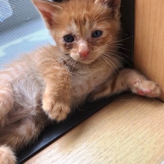 しょうた 　1ヶ月くらいの男の子