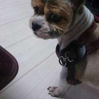 老犬の里親様を募集します。（掲載者は代理です）