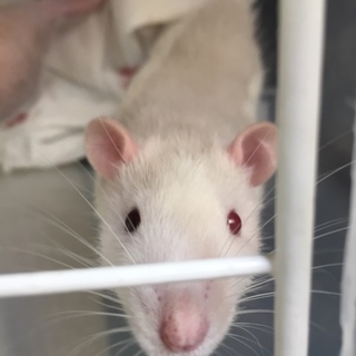 4月7日産まれのファンシーラット