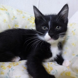 顔に一本線！白黒けやき君