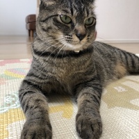 テミちゃん