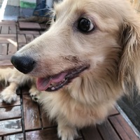 ラスタ