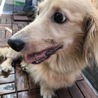 ラスタ