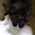 黒猫2ヶ月健康状態良好！