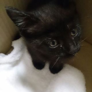 黒猫2ヶ月健康状態良好！
