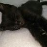 黒猫2ヶ月健康状態良好！ サムネイル2