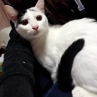 ☆保健所からのレスキュー　白黒　男の子☆