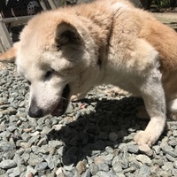 みかん