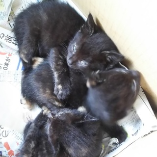 生後約2ヶ月の子猫を3匹保護しています。