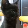 黒猫2ヶ月健康状態良好！ サムネイル3