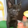 黒猫2ヶ月健康状態良好！ サムネイル4
