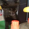 黒猫2ヶ月健康状態良好！ サムネイル5